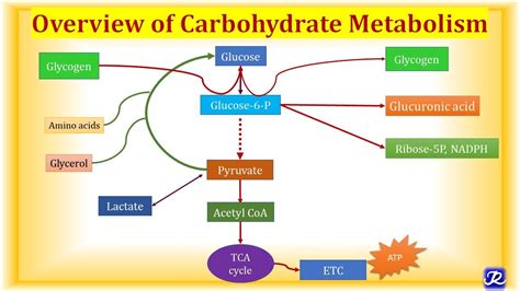 糖解途徑口訣|醣類代謝(Carbohydrate metabolism)